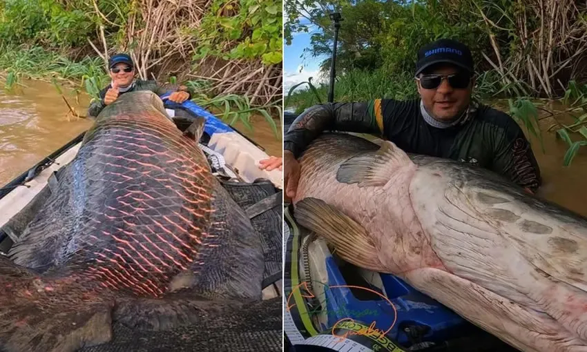 Pescadores fisgam pirarucu de mais 2 metros e 100 kg no Rio Madeira em RO: ‘foi uma sensação incrível’